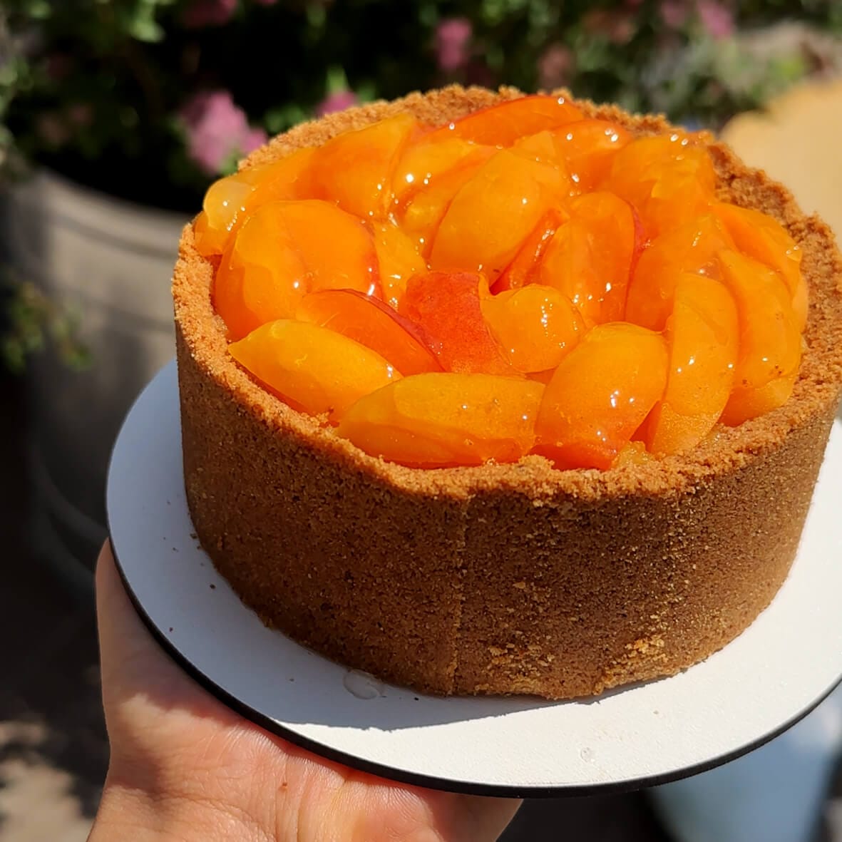 Бенто чизкейк Ананас-Абрикос крупно чизкейк з абрикосами від Cheesecake Family